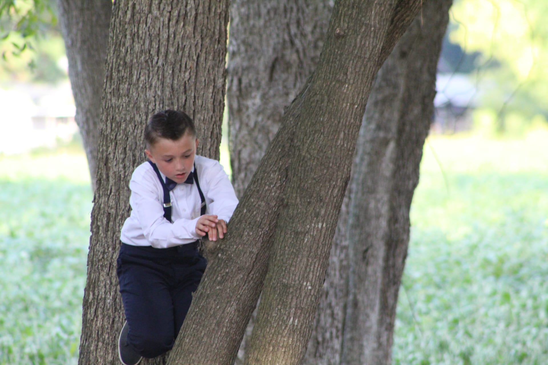 A young boy in a white dress shirt, bow tie, and suspenders climbs between the thick trunks of oak trees on the grounds of Scarborough House estate.