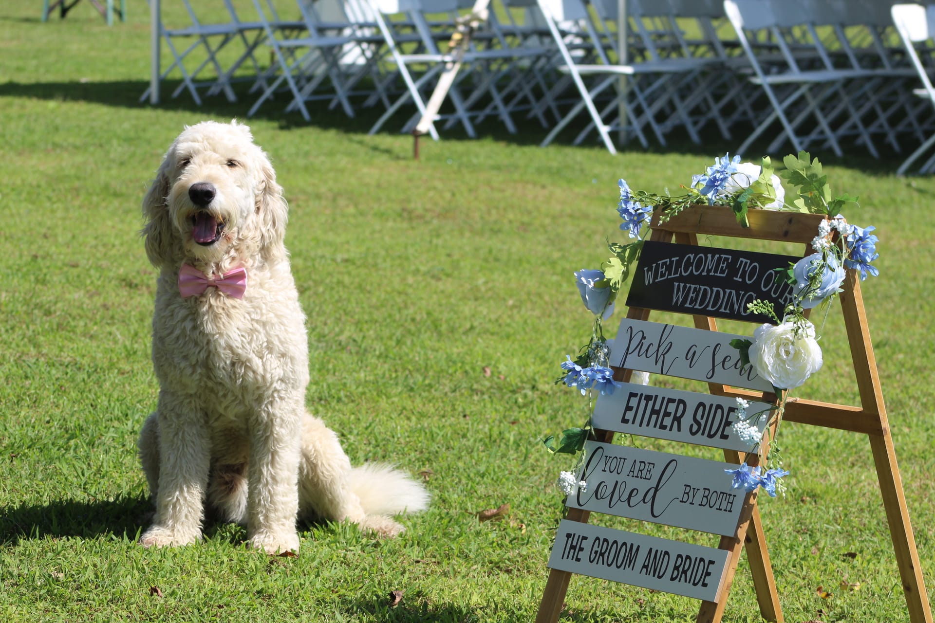 A fluffy cream goldendoodle wearing a pink bow tie sits happily beside a floral-adorned wooden wedding welcome sign on the sunny ceremony lawn at Scarborough House, with rows of white folding chairs visible in the background.