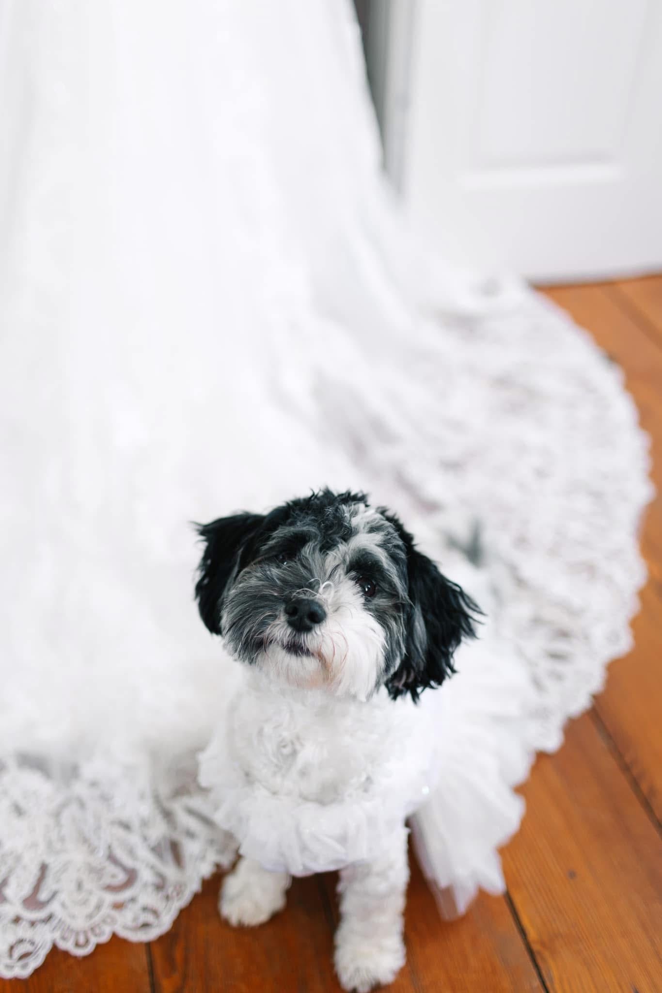 A small black-and-white dog sits adorably amid the lace-trimmed train of a white wedding gown spread across warm hardwood floors at Scarborough House.