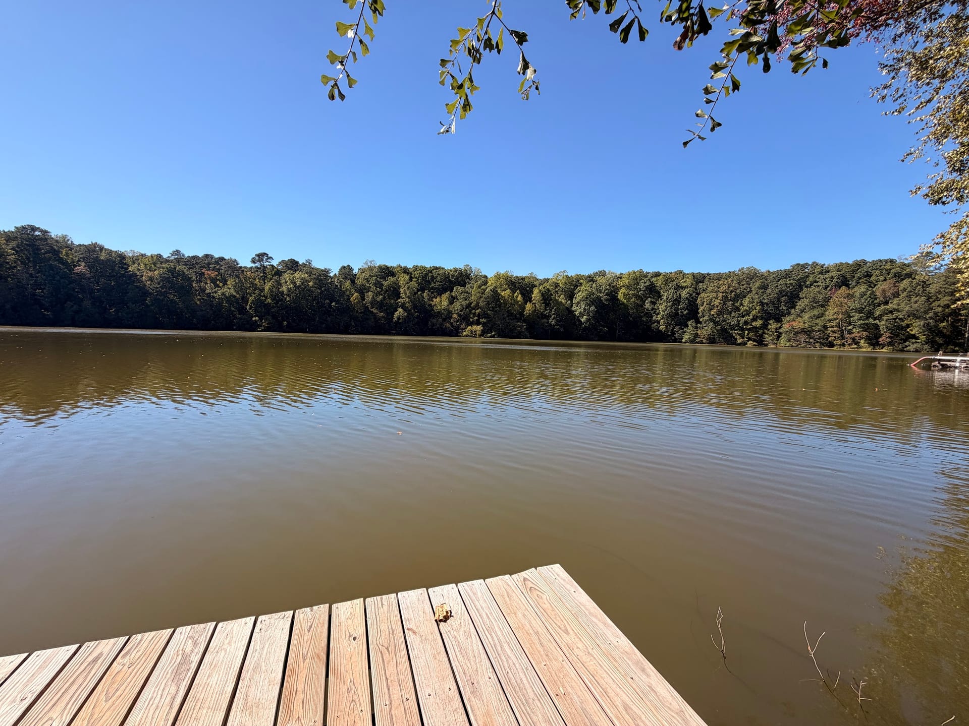 View across Yates Mill Pond from the edge of the boardwalk during an October visit