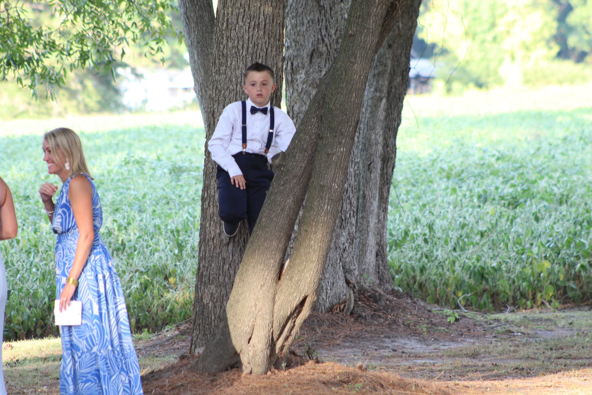 A young boy dressed in a white shirt, bow tie, and suspenders sits perched between the trunks of a large oak tree at Scarborough House estate wedding venue with green farmland fields in the background.