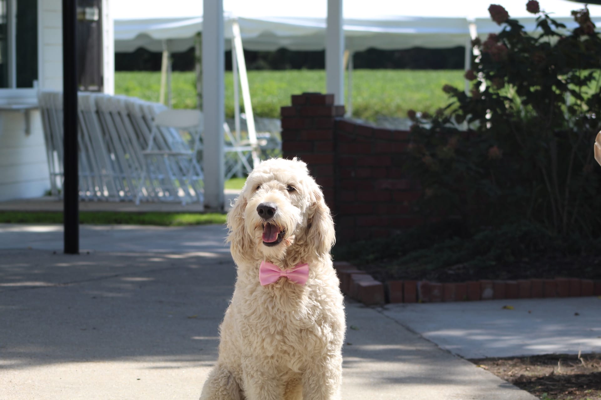 A fluffy cream Goldendoodle wearing a pink bow tie sits happily on a sunlit pathway at Scarborough House estate wedding venue, with white folding chairs and a tent visible in the background.
