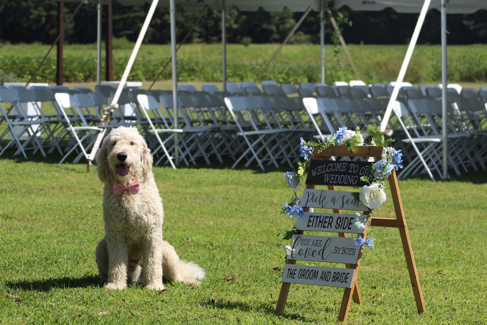 A fluffy white Goldendoodle wearing a pink bow tie sits beside a floral-adorned wedding welcome sign on the sun-drenched ceremony lawn at Scarborough House, with rows of white folding chairs and a tent visible in the background.