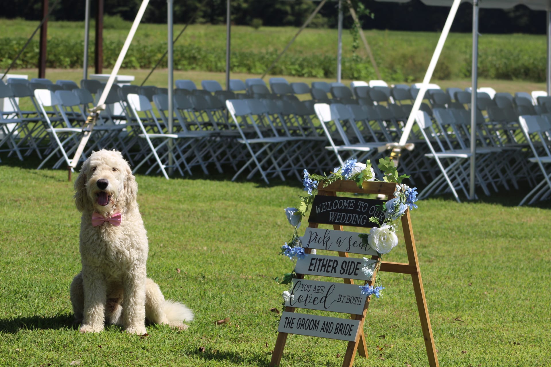 A fluffy goldendoodle wearing a pink bow tie sits beside a floral wooden wedding welcome sign on the ceremony lawn at Scarborough House, with rows of white folding chairs arranged in the background.