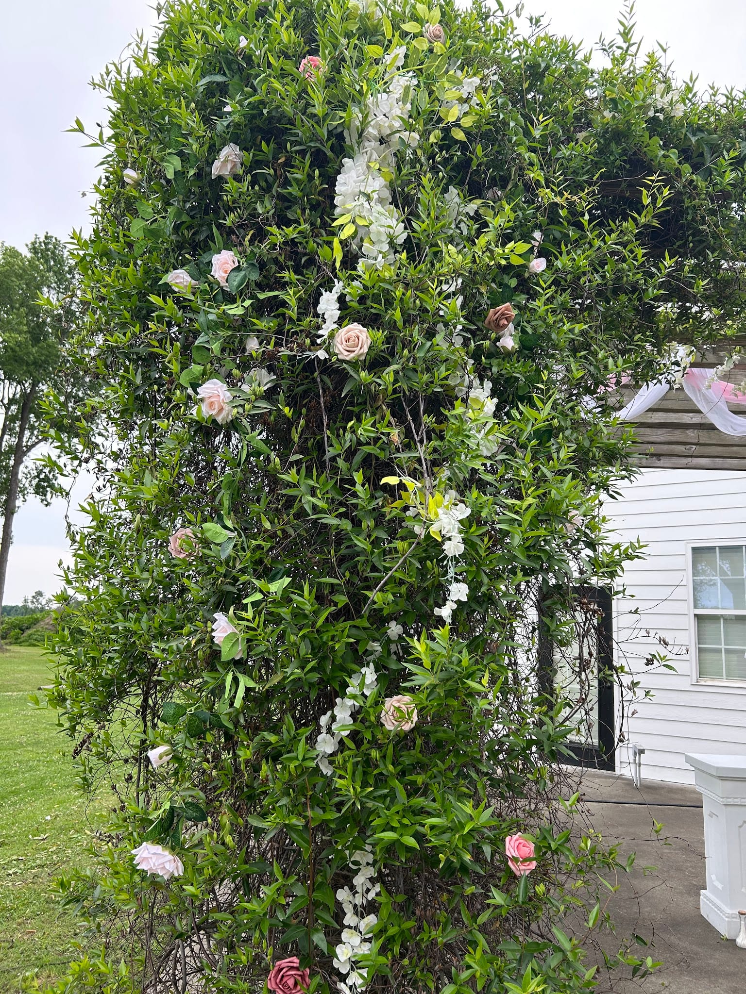 A tall lush green climbing shrub decorated with blush pink and white silk roses and cascading white floral garlands beside the white historic Scarborough House manor on a bright overcast day.